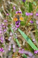 small copper butterfly-1